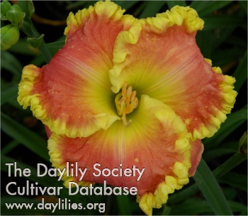 Daylily Almost Magic
